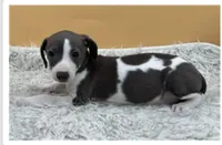 Abellas girl, a female Italian Greyhound for sale in Havana, AR – Photo 4 of 4