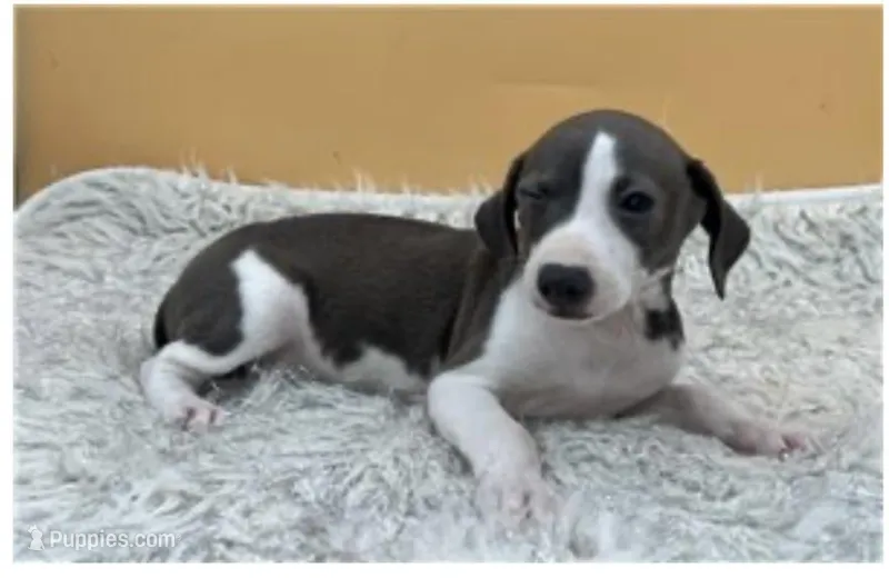 Abellas girl, a female Italian Greyhound for sale in Havana, AR – Photo 1 of 4