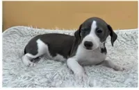 Abellas girl, a female Italian Greyhound for sale in Havana, AR – Photo 1 of 4