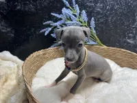 Till/Pete, a male Italian Greyhound for sale in Havana, AR – 7 of 10
