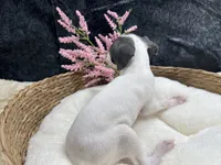 Giulia 6F, a female Italian Greyhound for sale in Havana, AR – 2 of 8