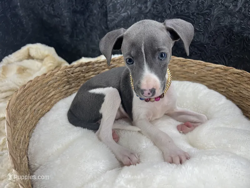 Piper 1 F – Italian Greyhound puppy for sale in Havana, AR