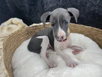 Piper 1 F, a female Italian Greyhound for sale in Havana, AR – 1 of 8