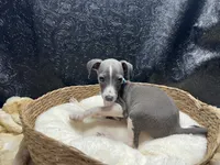 Bobby, a male Italian Greyhound for sale in Havana, AR – 5 of 8