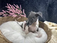 Piper 3 F, a female Italian Greyhound for sale in Havana, AR – 3 of 8