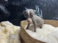 Easton, a male Italian Greyhound for sale in Havana, AR – 5 of 7