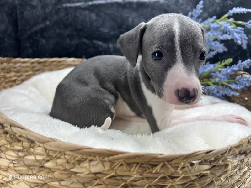 Giulia 3M – Italian Greyhound puppy for sale in Havana, AR