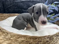 Giulia 3M, a male Italian Greyhound for sale in Havana, AR – 1 of 8
