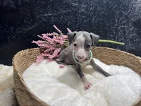 Till/Pete 3, a female Italian Greyhound for sale in Havana, AR – 8 of 8