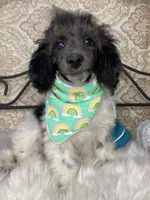 Noa ma2, a male Poodle - Miniature  for sale in Havana, AR – Photo 9 of 10