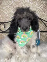 Noa ma2, a male Poodle - Miniature  for sale in Havana, AR – Photo 5 of 10