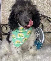 Noa ma2, a male Poodle - Miniature  for sale in Havana, AR – Photo 6 of 10