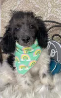 Noa ma2, a male Poodle - Miniature  for sale in Havana, AR – Photo 2 of 10