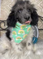 Noa ma2, a male Poodle - Miniature  for sale in Havana, AR – Photo 7 of 10