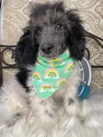 Noa ma2, a male Poodle - Miniature  for sale in Havana, AR – Photo 10 of 10