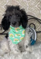 Noa ma2, a male Poodle - Miniature  for sale in Havana, AR – Photo 4 of 10