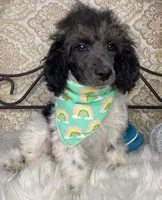 Noa ma2, a male Poodle - Miniature  for sale in Havana, AR – Photo 1 of 10