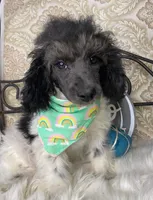 Noa ma2, a male Poodle - Miniature  for sale in Havana, AR – Photo 8 of 10