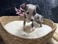 Till/Pete 5, a female Italian Greyhound for sale in Havana, AR – 9 of 10