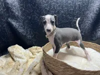 Babs, a female Italian Greyhound for sale in Havana, AR – 7 of 9