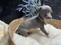 Till/Pete, a male Italian Greyhound for sale in Havana, AR – 2 of 10