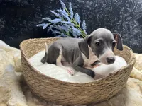 Pen/Bart, a male Italian Greyhound for sale in Havana, AR – 2 of 9