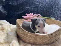 Till/Pete 3, a female Italian Greyhound for sale in Havana, AR – 5 of 8