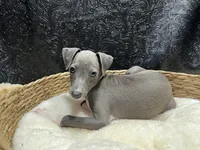 Brucie, a male Italian Greyhound for sale in Havana, AR – 8 of 8