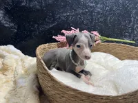 Till/Pete 3, a female Italian Greyhound for sale in Havana, AR – 6 of 8