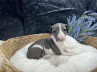 Giulia 5M, a male Italian Greyhound for sale in Havana, AR – 8 of 8