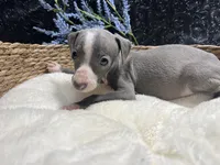 Till/Pete 4, a male Italian Greyhound for sale in Havana, AR – 8 of 8
