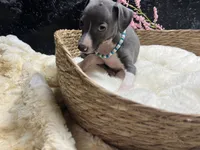 Storm2, a female Italian Greyhound for sale in Havana, AR – 8 of 8