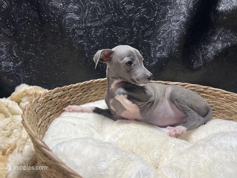 Milly – Italian Greyhound puppy for sale in Havana, AR