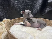 Milly, a female Italian Greyhound for sale in Havana, AR – 1 of 7