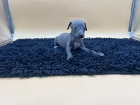 Sampson, a male Italian Greyhound for sale in Havana, AR – Photo 7 of 10