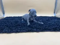 Sampson, a male Italian Greyhound for sale in Havana, AR – Photo 3 of 10