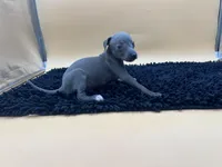 Sampson, a male Italian Greyhound for sale in Havana, AR – Photo 5 of 10