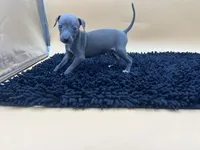 Sampson, a male Italian Greyhound for sale in Havana, AR – Photo 1 of 10