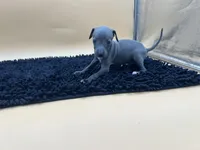 Sampson, a male Italian Greyhound for sale in Havana, AR – Photo 2 of 10