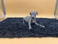 Sampson, a male Italian Greyhound for sale in Havana, AR – Photo 4 of 10