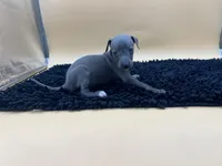 Sampson, a male Italian Greyhound for sale in Havana, AR – Photo 8 of 10