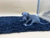 Sampson, a male Italian Greyhound for sale in Havana, AR – Photo 6 of 10