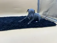 Sampson, a male Italian Greyhound for sale in Havana, AR – Photo 10 of 10