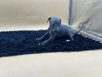 Sampson, a male Italian Greyhound for sale in Havana, AR – Photo 9 of 10