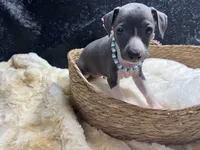 Storm2, a female Italian Greyhound for sale in Havana, AR – 4 of 8