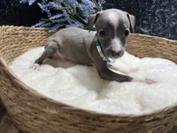 Weston, a male Italian Greyhound for sale in Havana, AR – 7 of 10