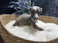 Weston, a male Italian Greyhound for sale in Havana, AR – 5 of 10