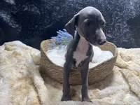 Pen/Bart 2, a male Italian Greyhound for sale in Havana, AR – 3 of 9