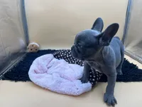 Gun powder, a male French Bulldog for sale in Havana, AR – 9 of 10