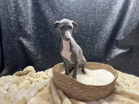 Barts boy, a male Italian Greyhound for sale in Havana, AR – 2 of 10
